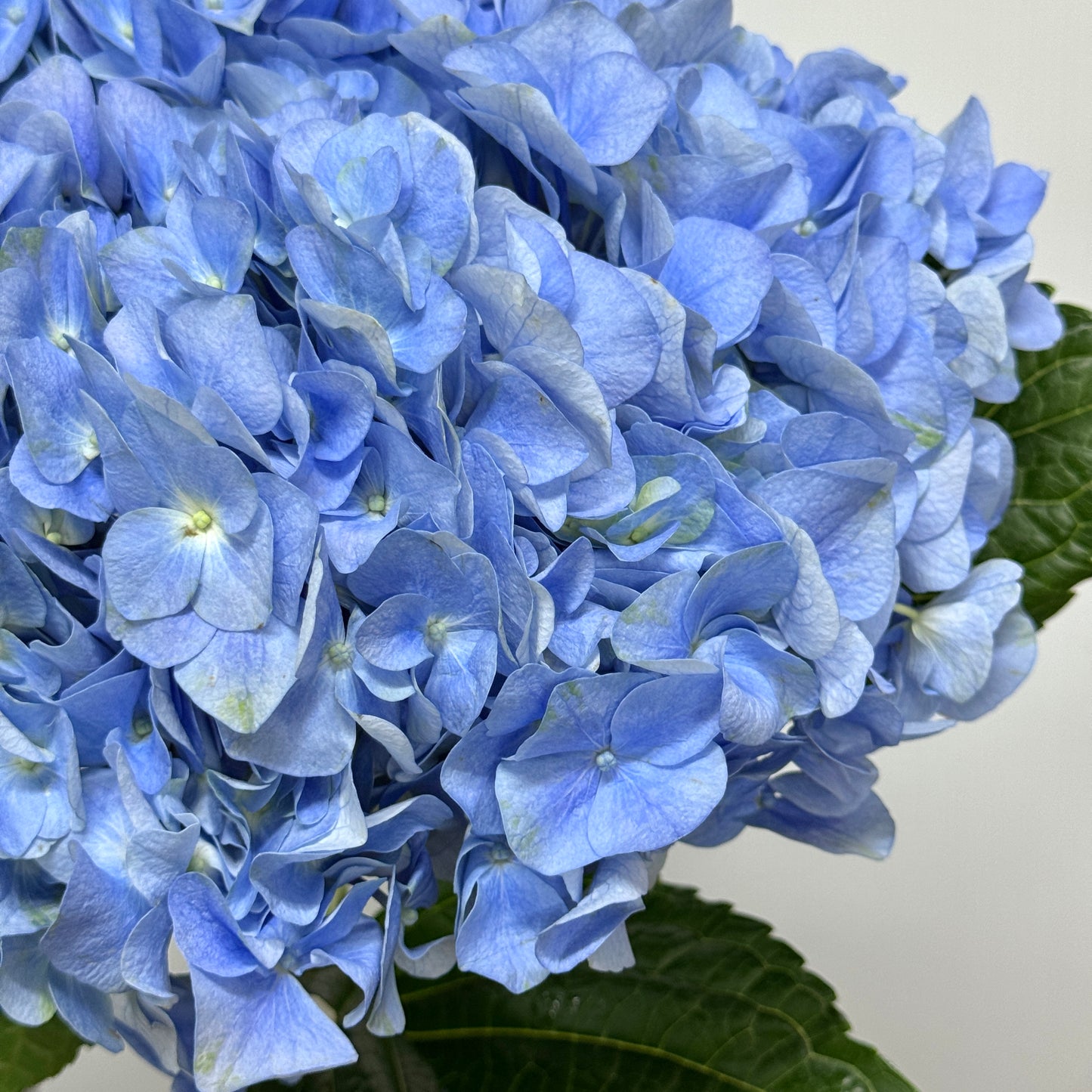 Hydrangea - Blue