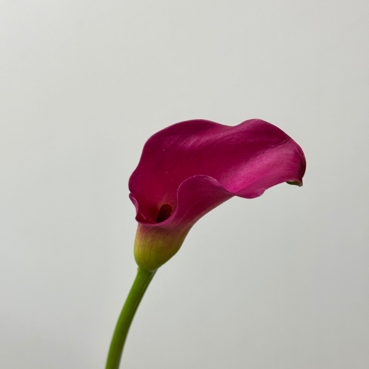Calla Lily - Red