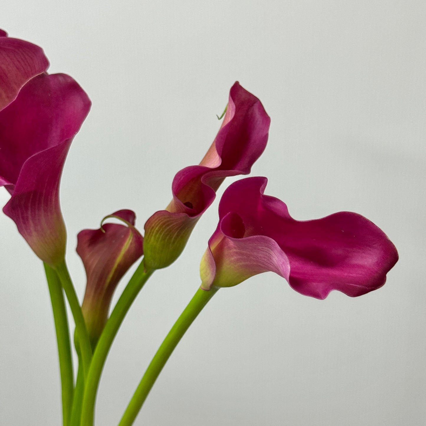 Calla Lily - Red