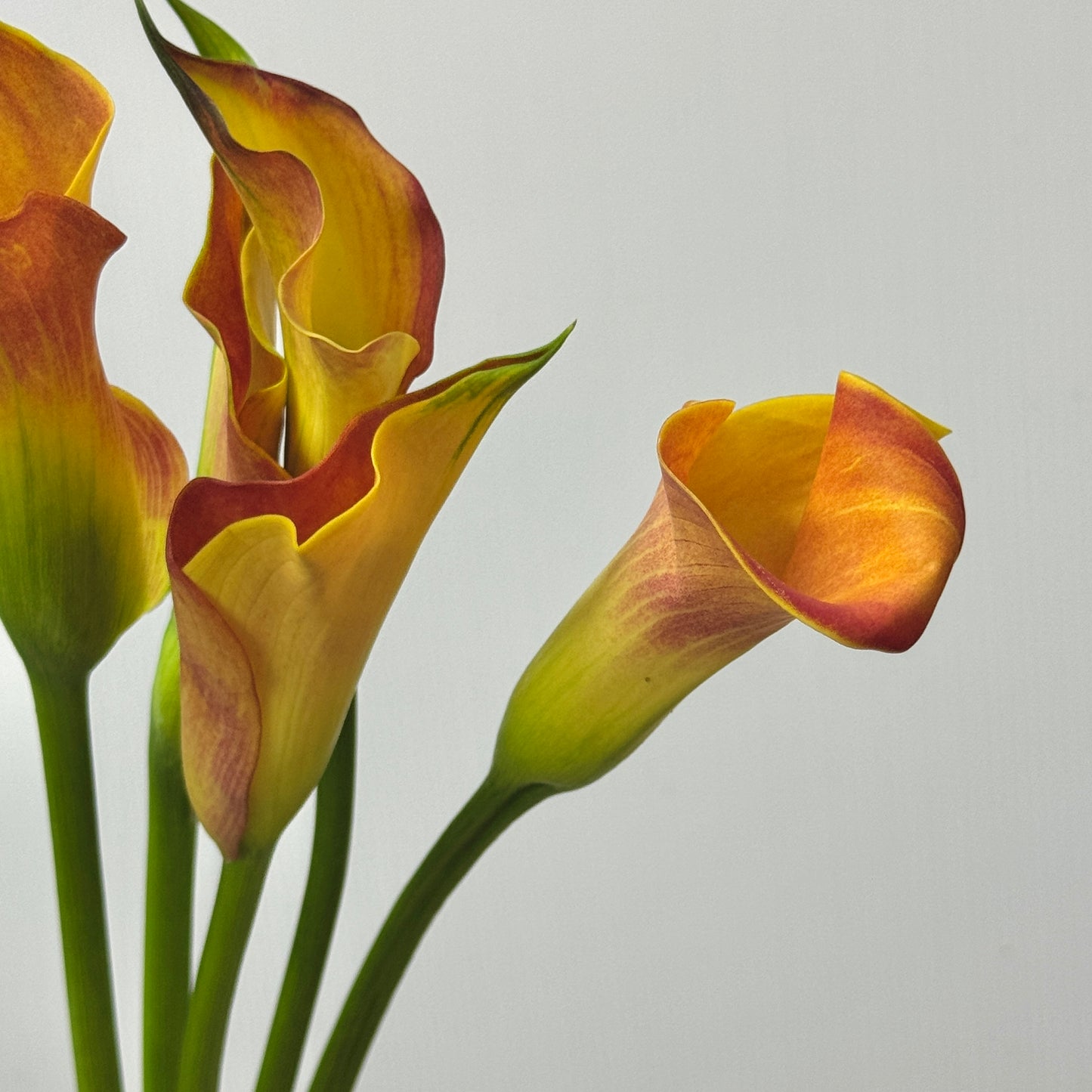 Calla Lily - Orange