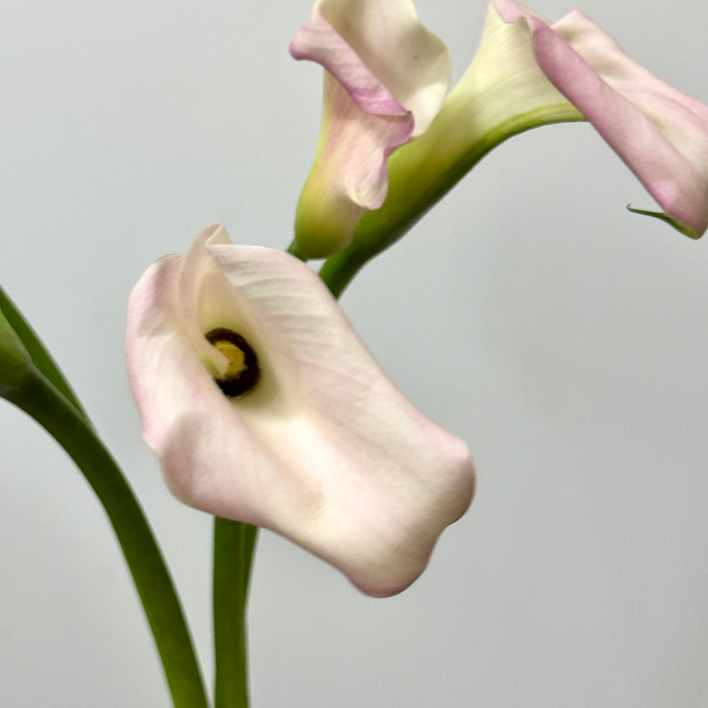 Calla Lily - Light Pink