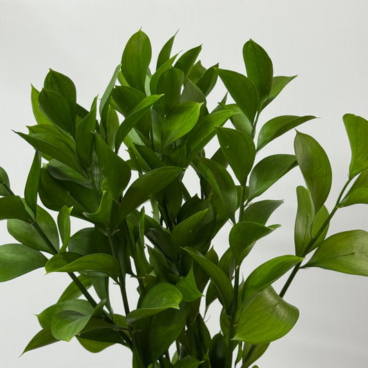 Ruscus Leaf - S