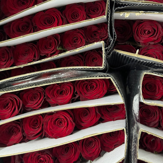 Rose - Plateau Red 高原红