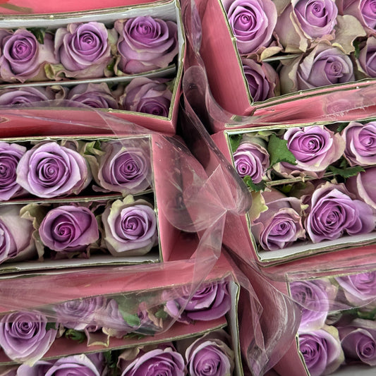 Rose - Nightingale 紫霞仙子