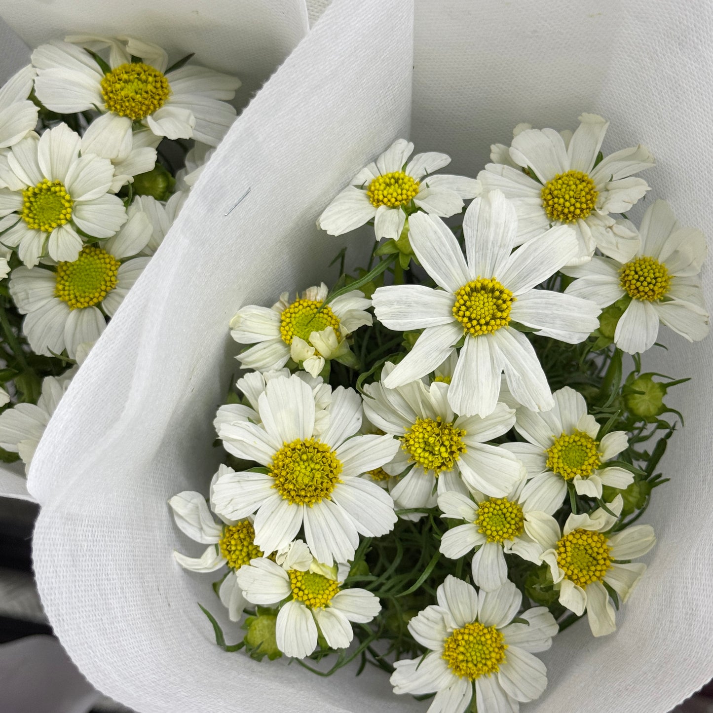 Cosmos Bipinnatus - White