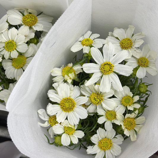 Cosmos Bipinnatus - White