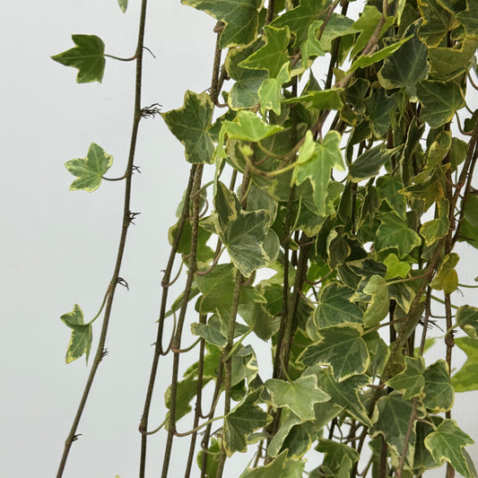 Ivy Leaf - Hedera Two Tone