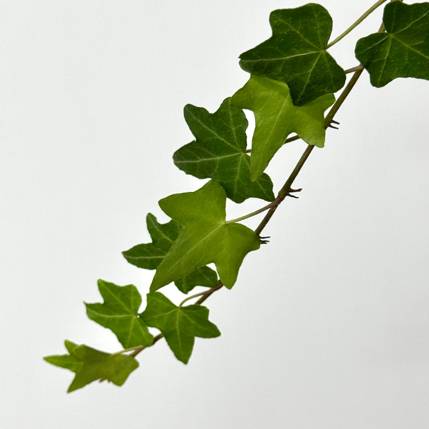 Ivy Leaf - Hedera Green