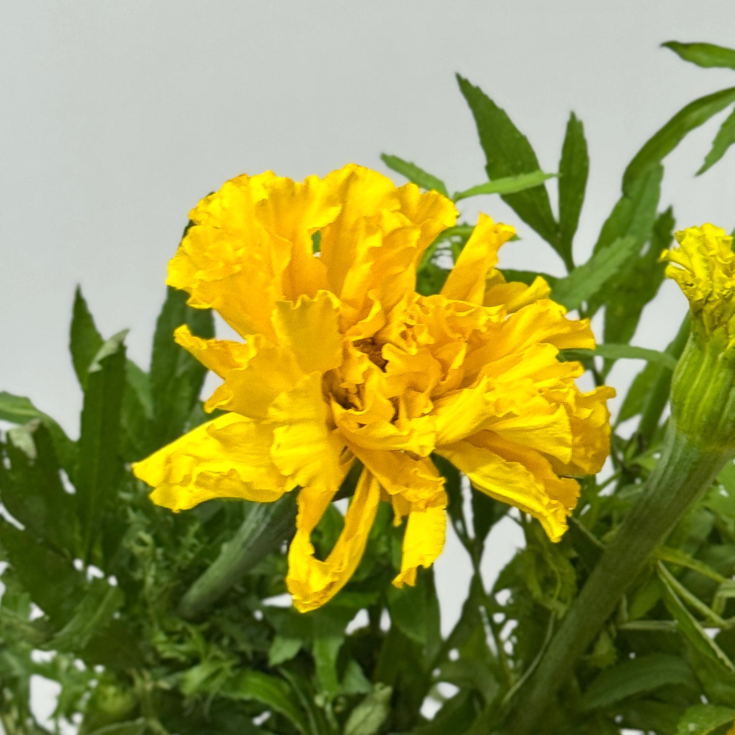 Marigold 万寿菊 - Yellow