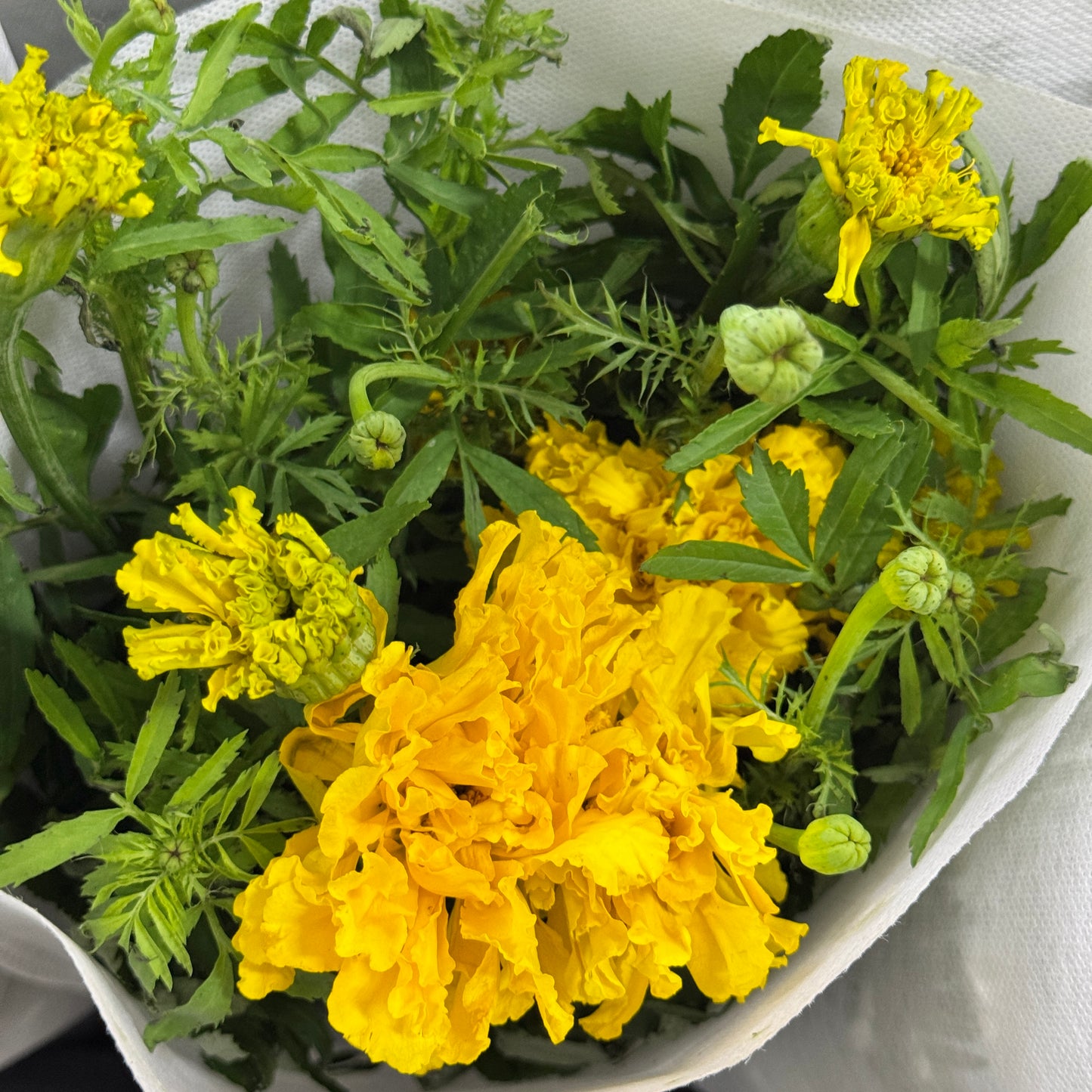 Marigold 万寿菊 - Yellow