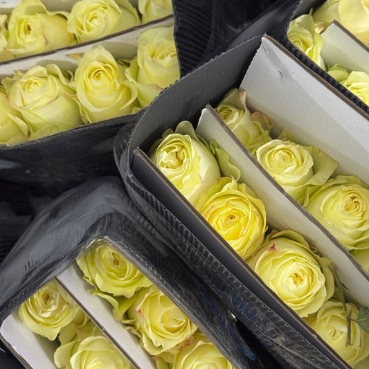 Rose - Cream Cup 奶油杯