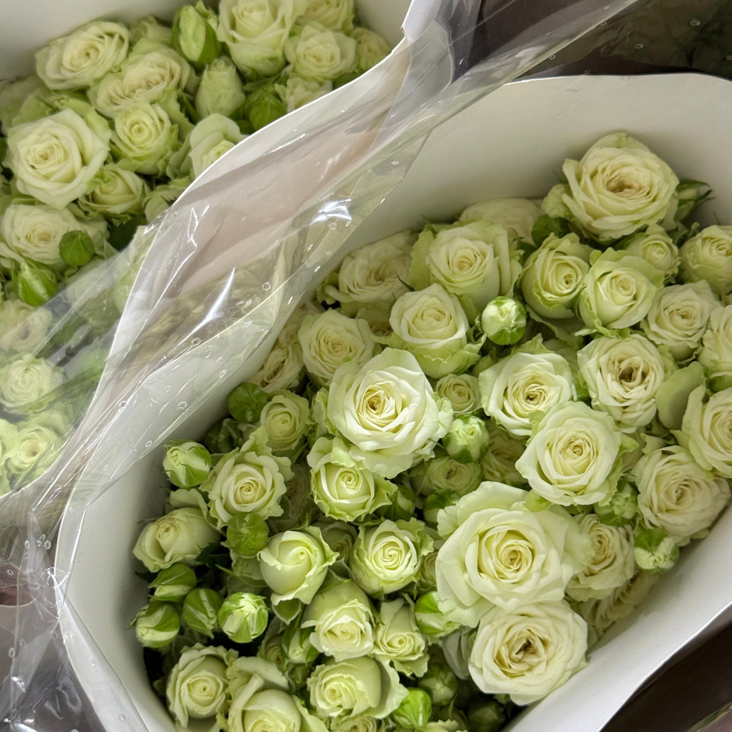 Rose Spray - White Bubble / Starry