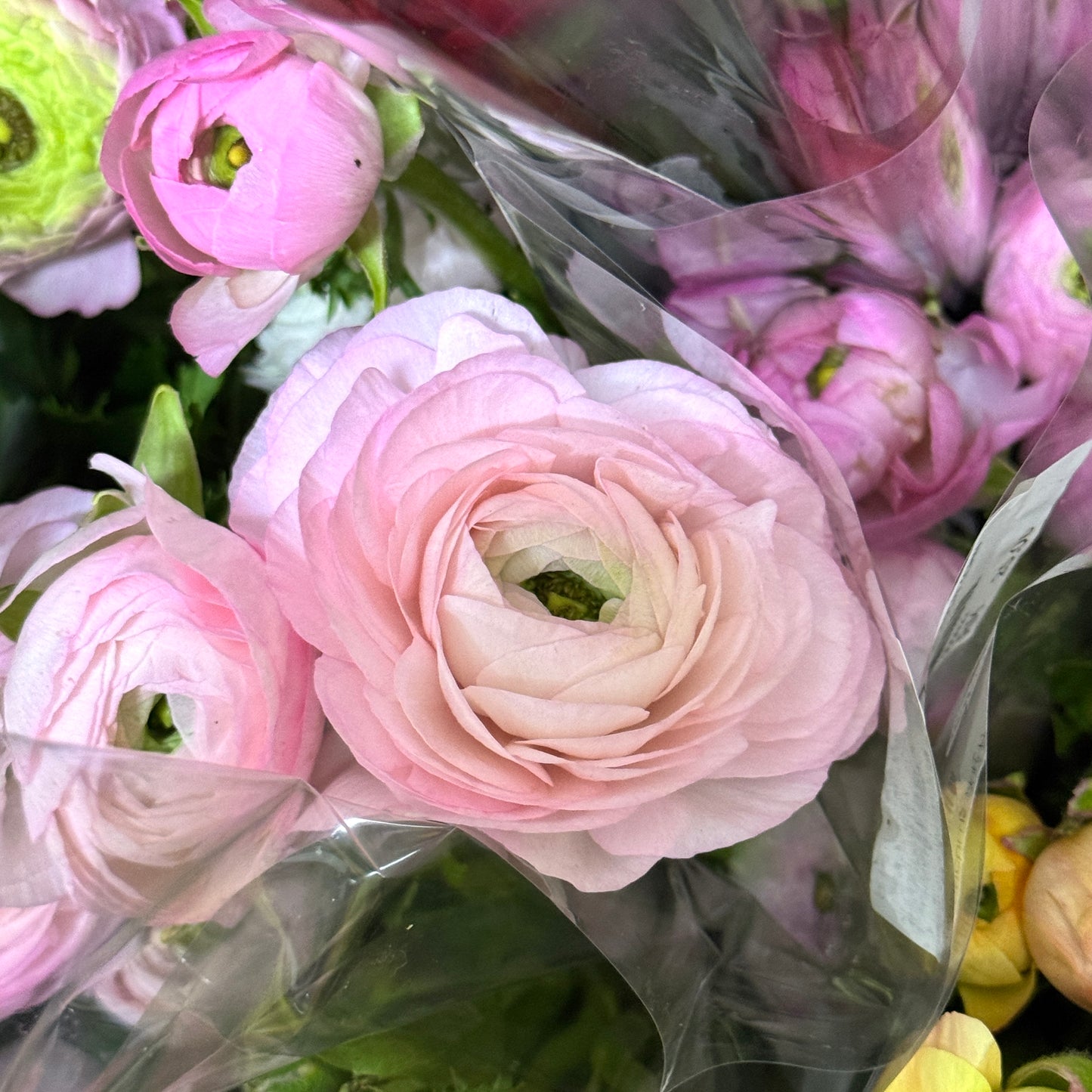 Ranunculus - Pink / Light Pink