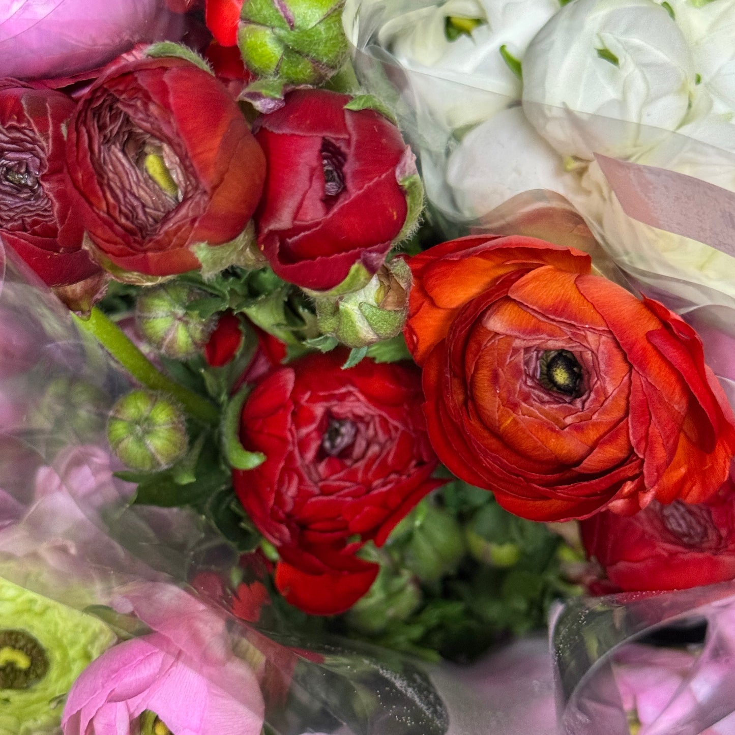 Ranunculus - Red