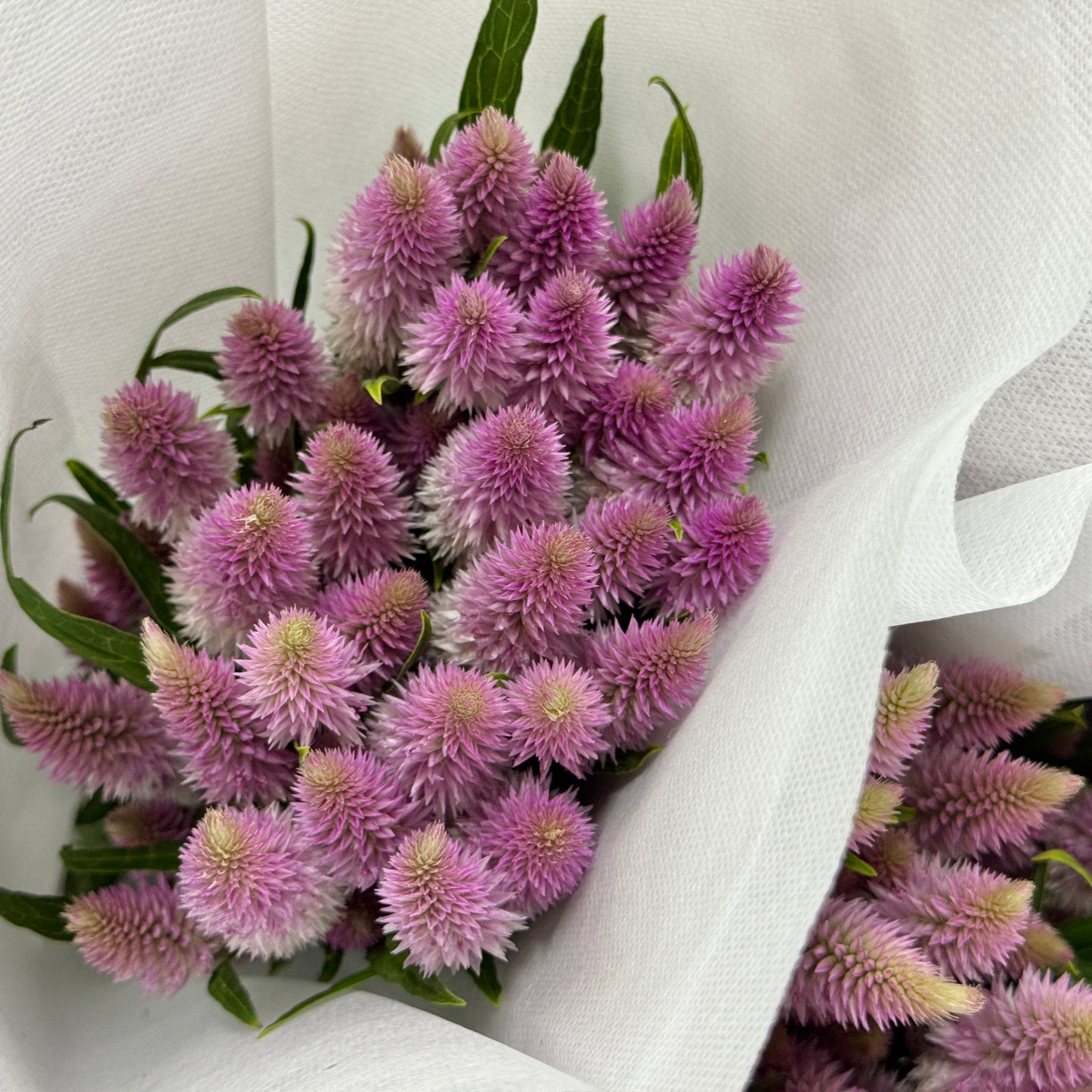 Celosia Argentea