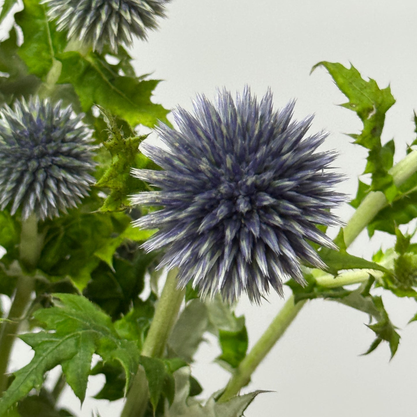 Echinops