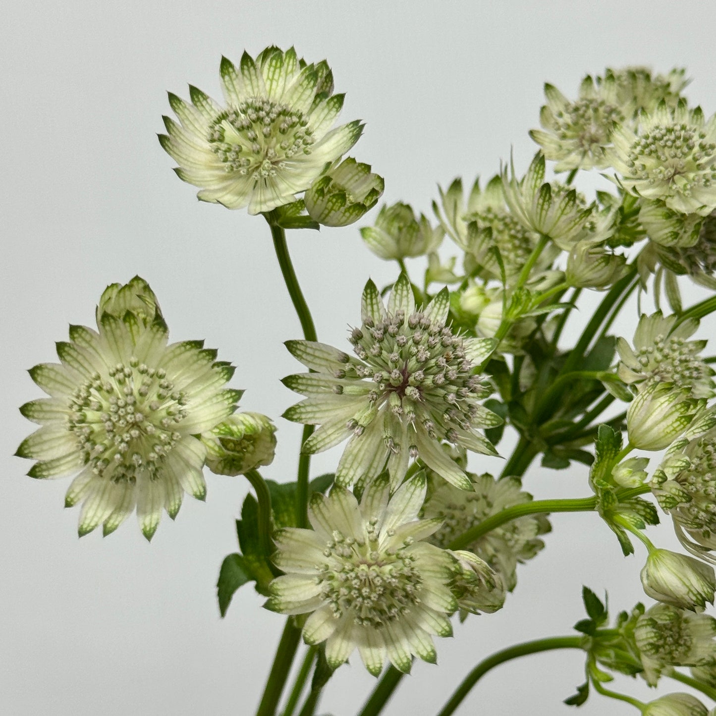 Astrantia
