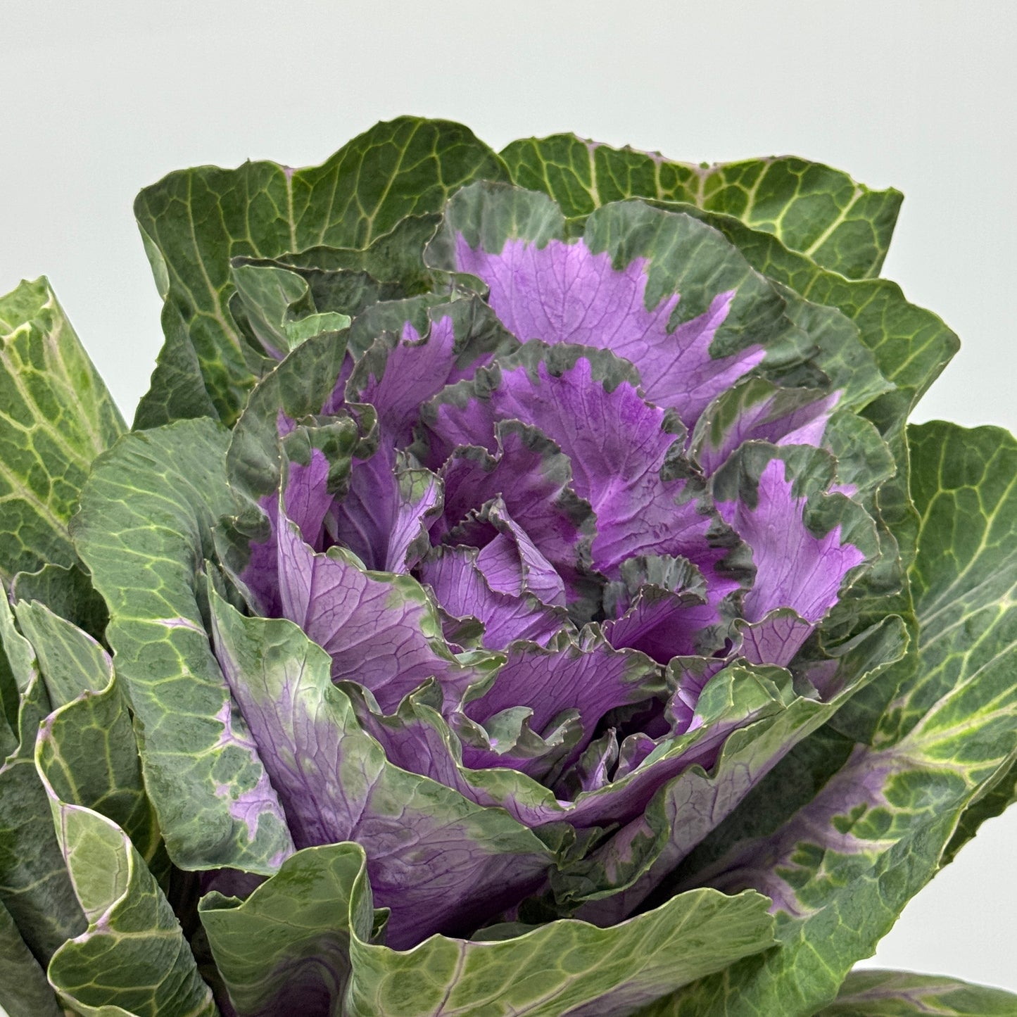 Brassica - Purple