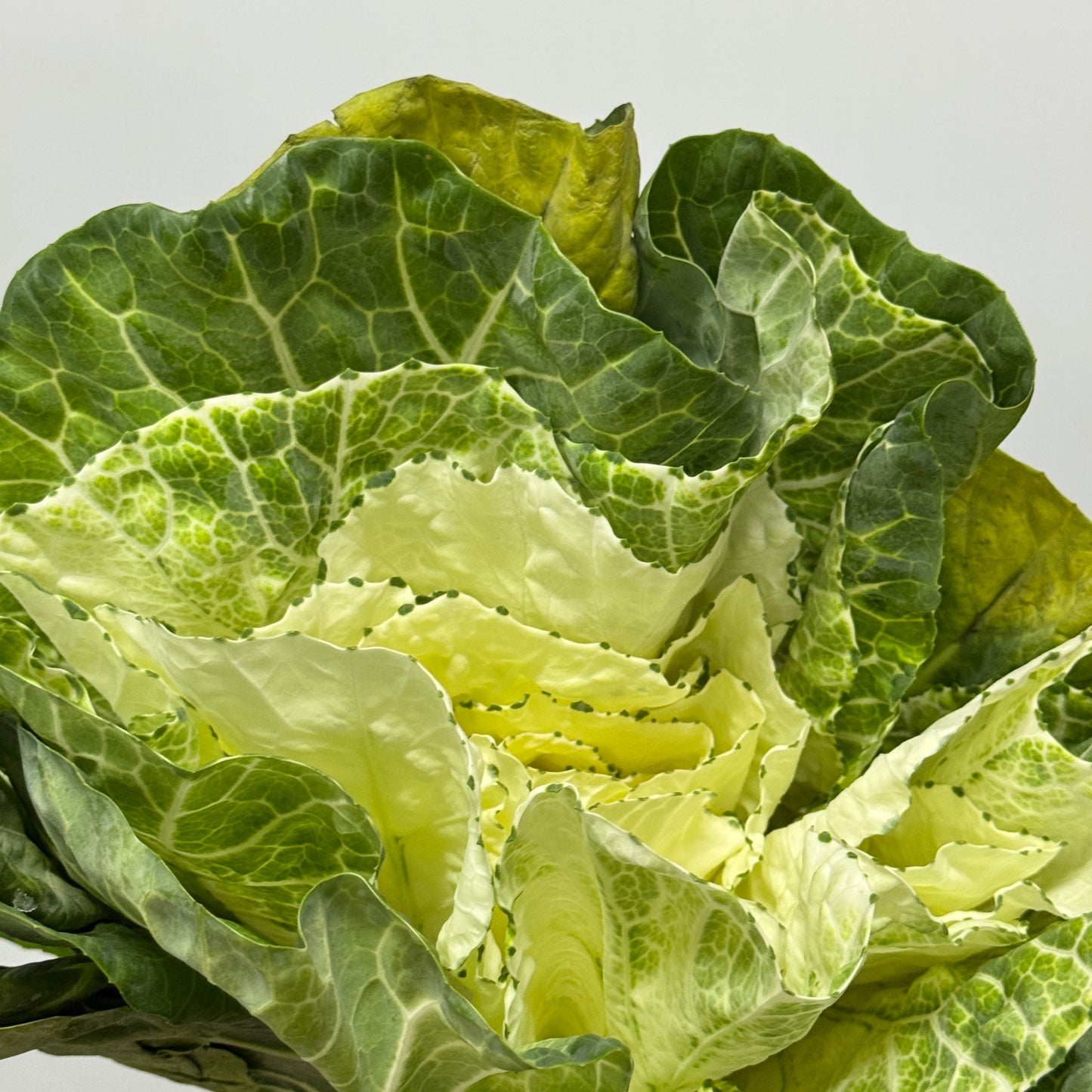 Brassica - White
