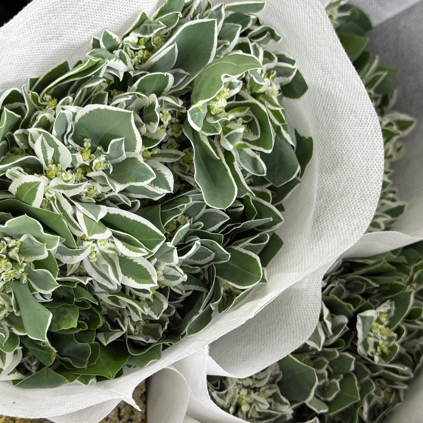 Euphorbia