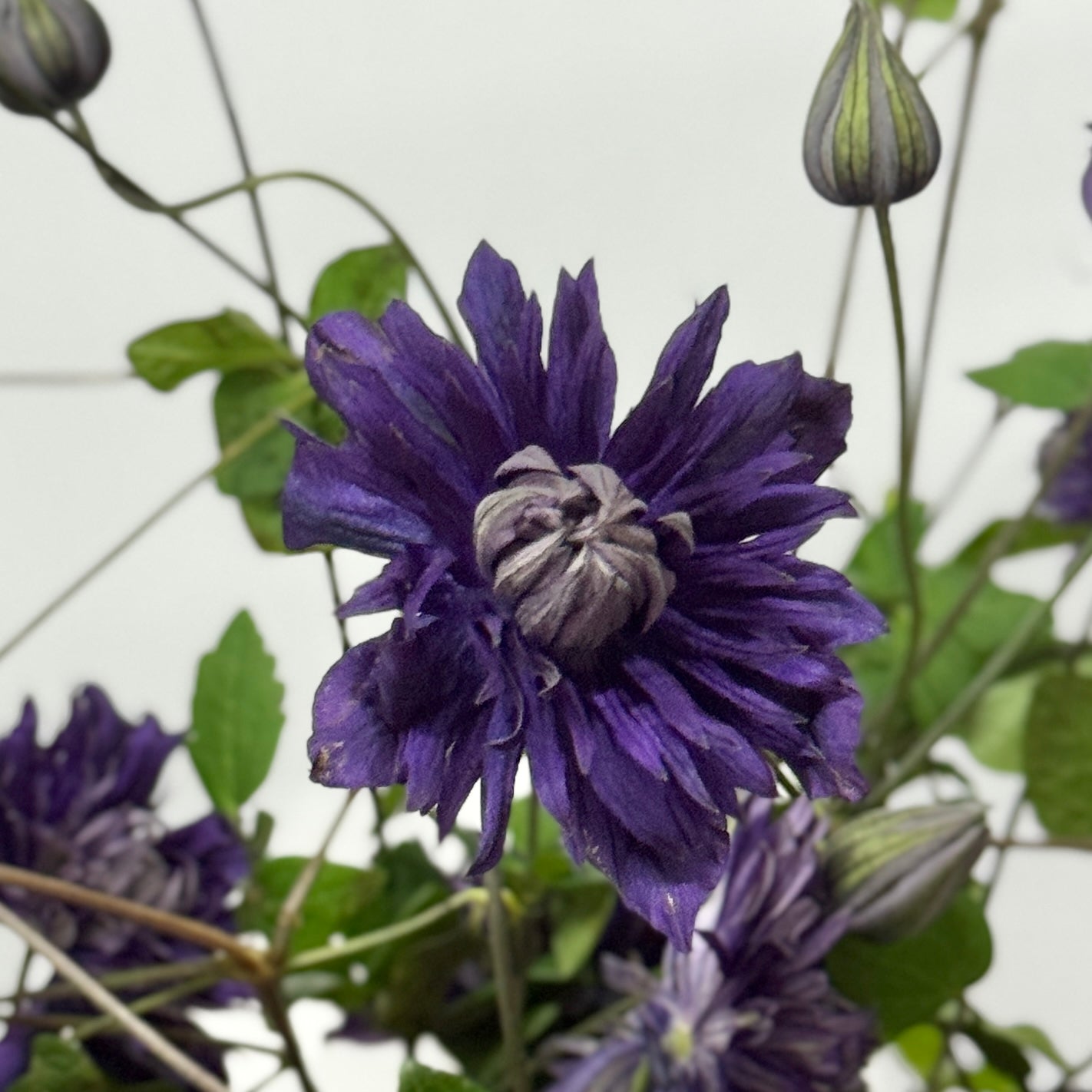 Clematis - Dark Purple