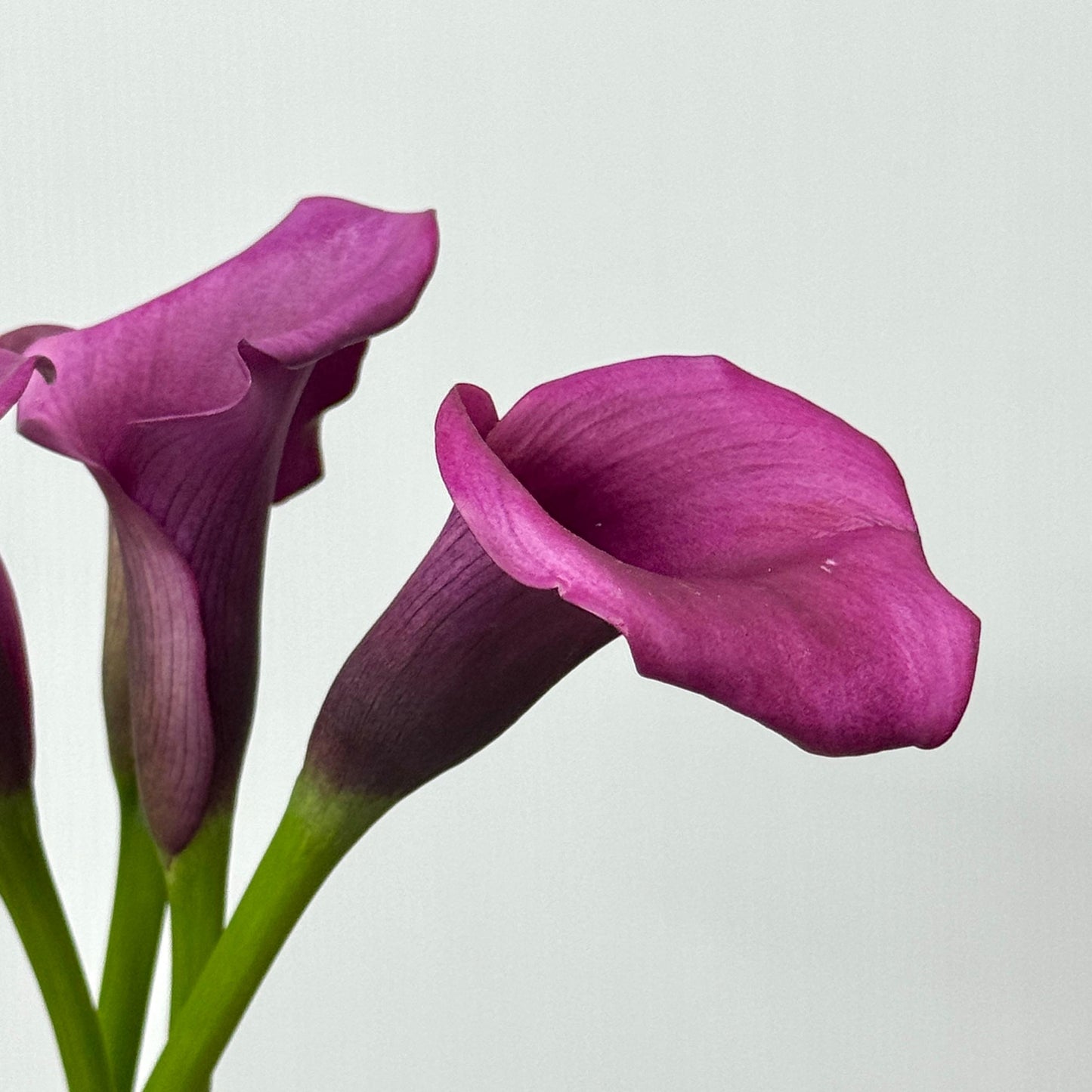 Calla Lily - Purple