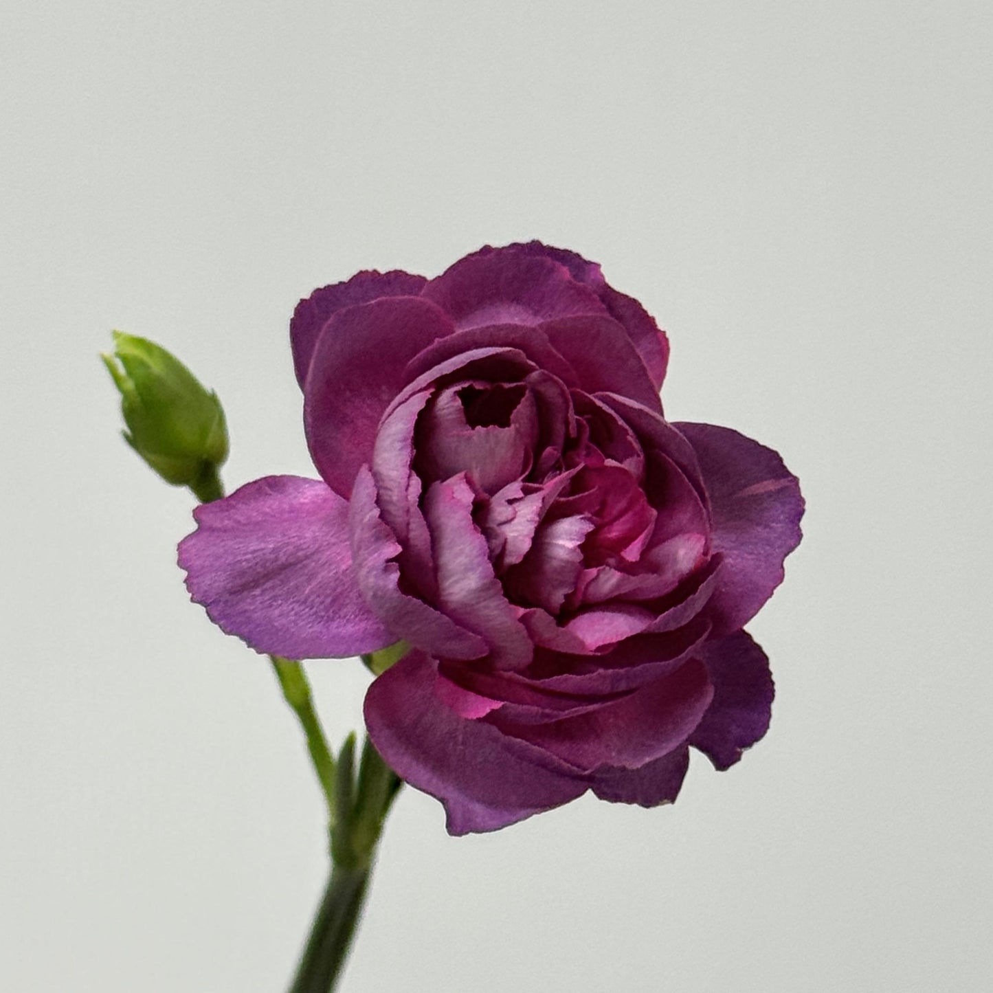 Carnation Spray - Wild Horse 野马