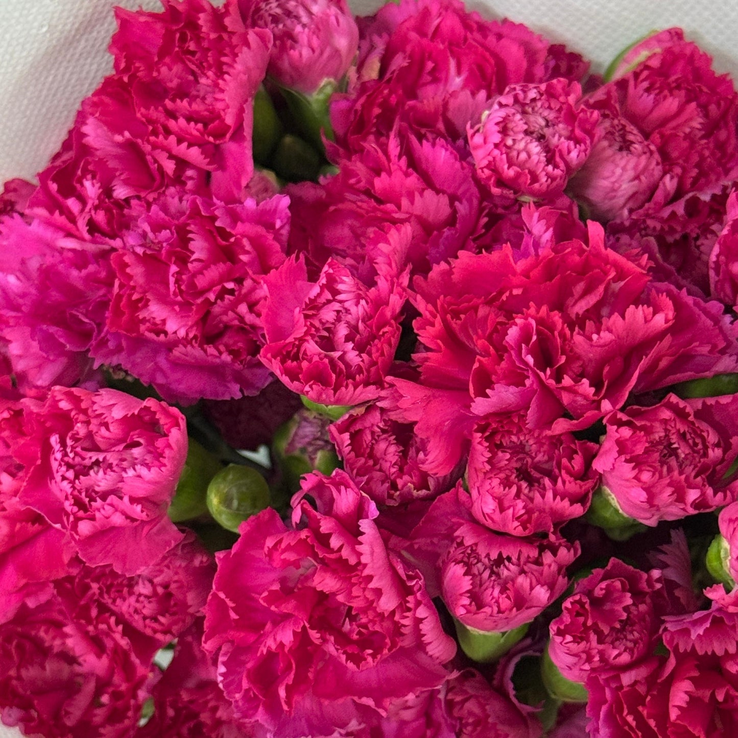 Carnation Spray - Cherry Pink 桃红