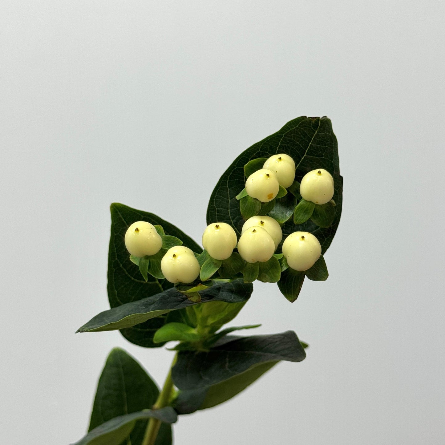 Berry Hypericum - White