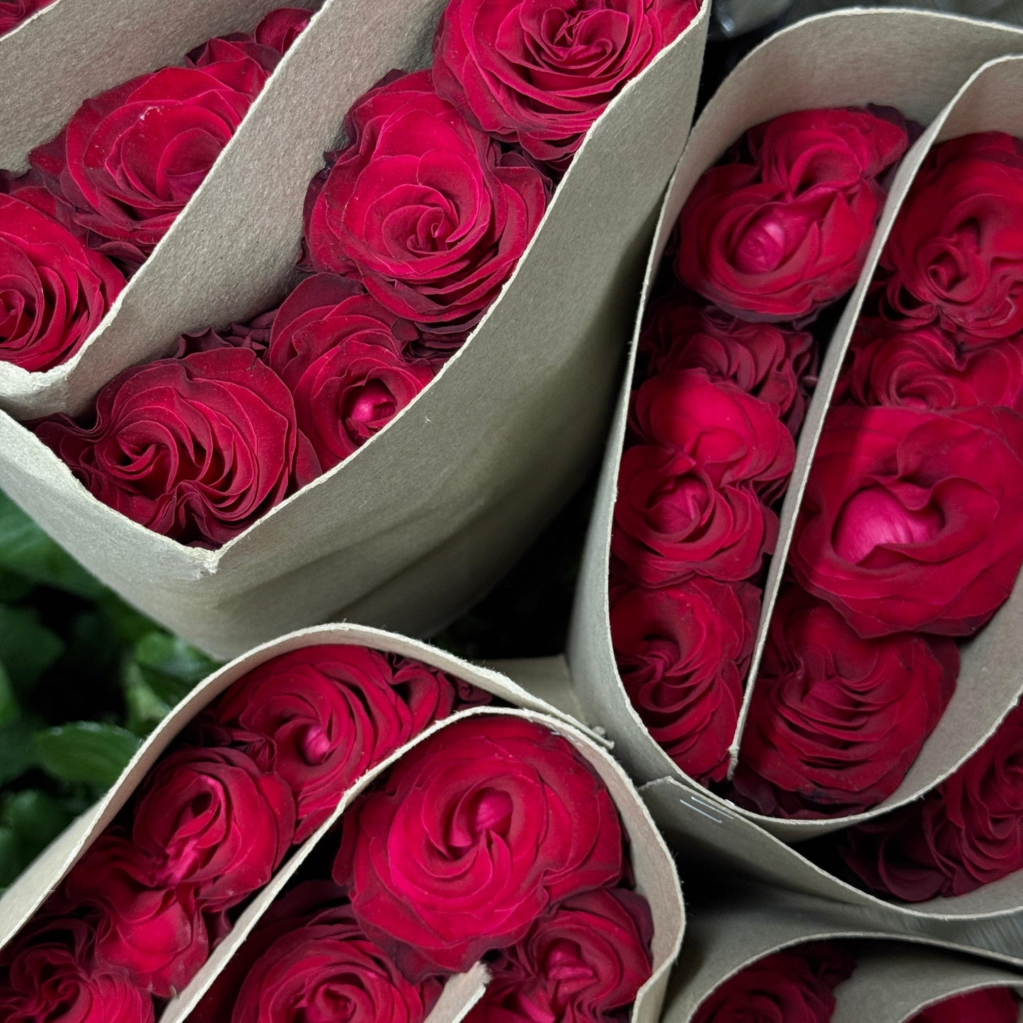 Rose Local AAA - Red