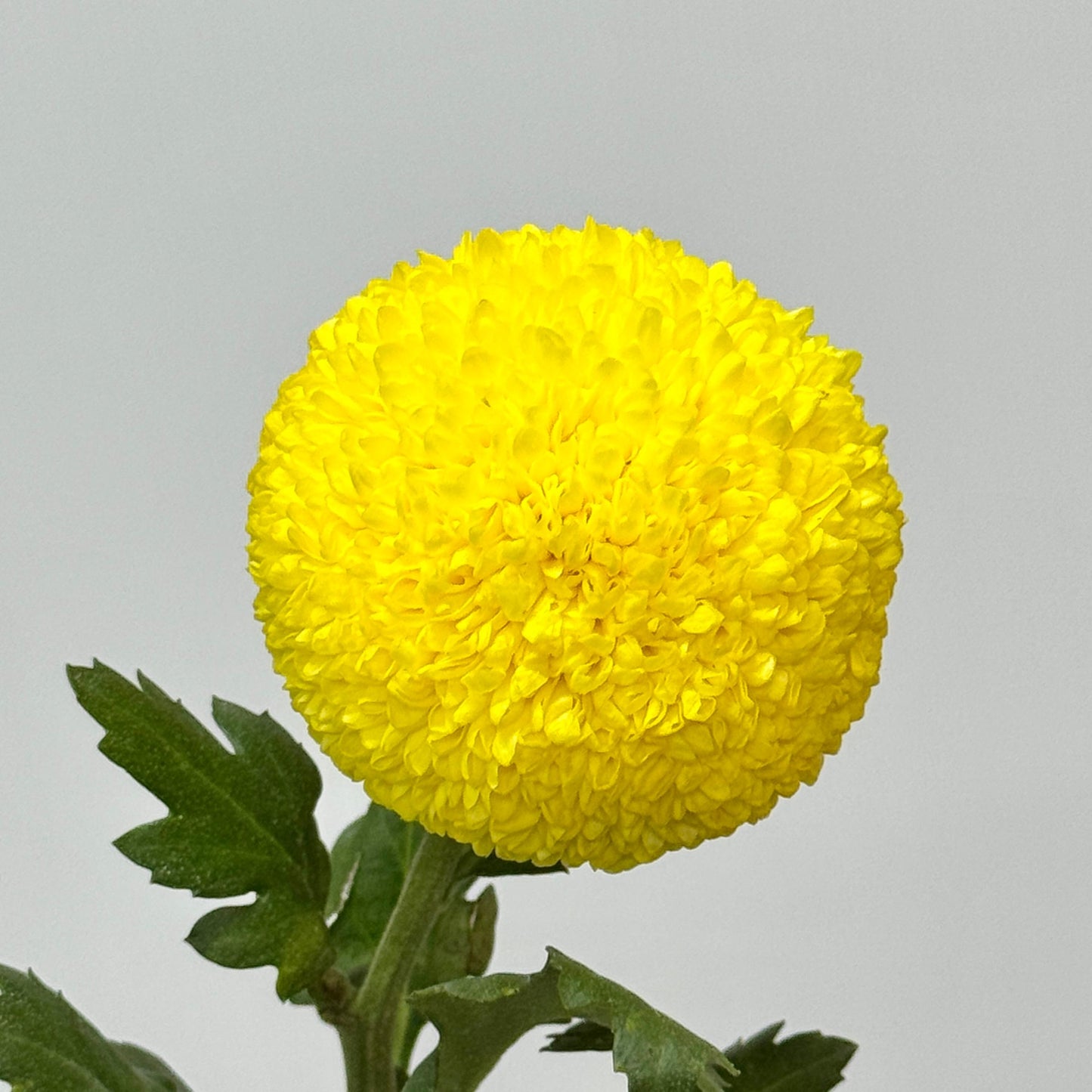 Ping Pong Chrysanthemum - Yellow