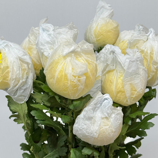 Ping Pong Chrysanthemum - Yellow