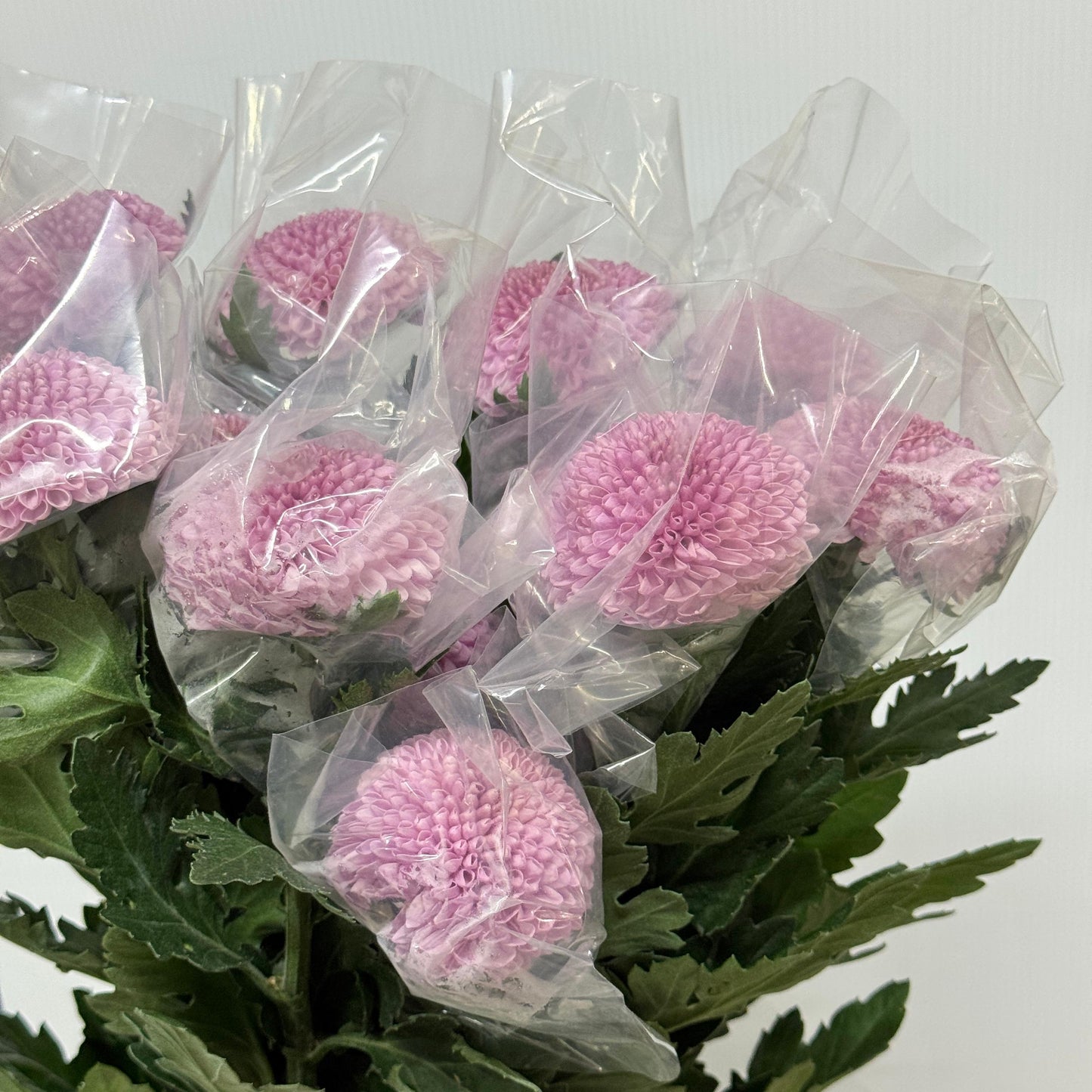 Ping Pong Chrysanthemum - Pink / Purple