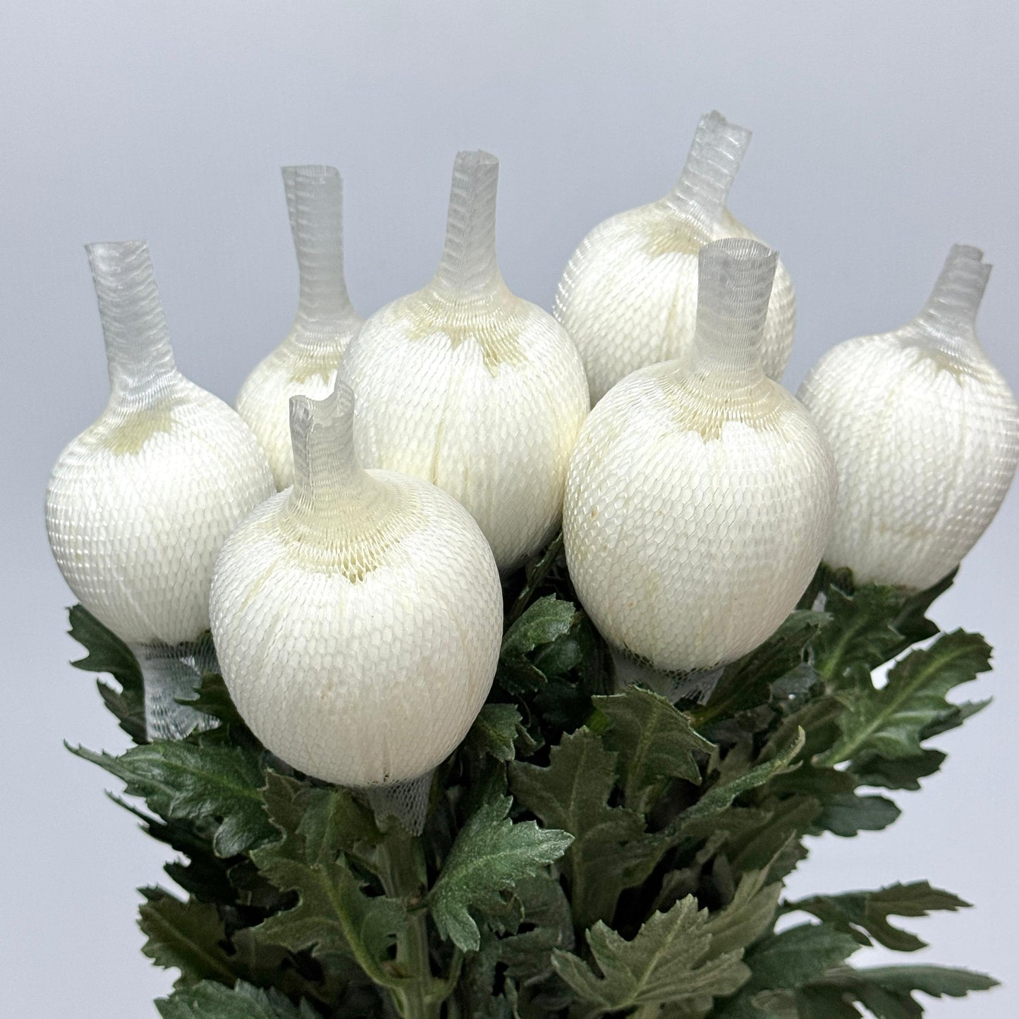 Net Mum Chrysanthemum - White