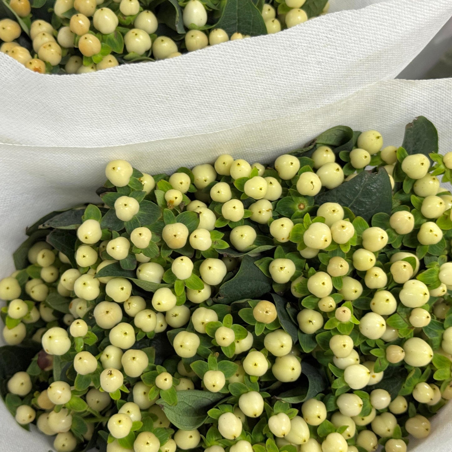 Berry Hypericum - White