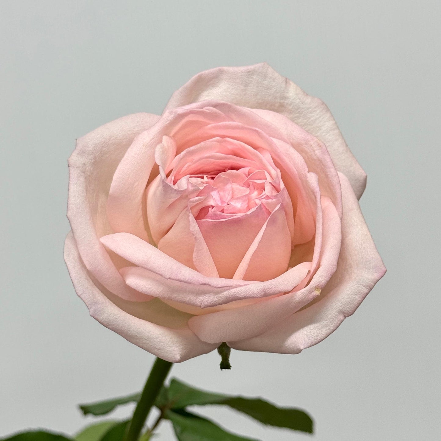 Rose Local AAA - Lychee Pink