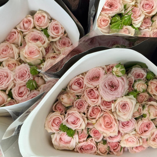 Rose Spray - Light Pink 星悦