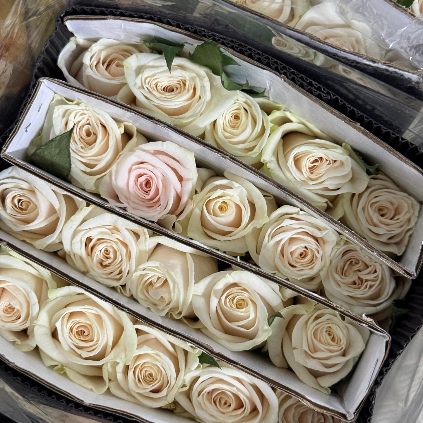 Rose - Vendela