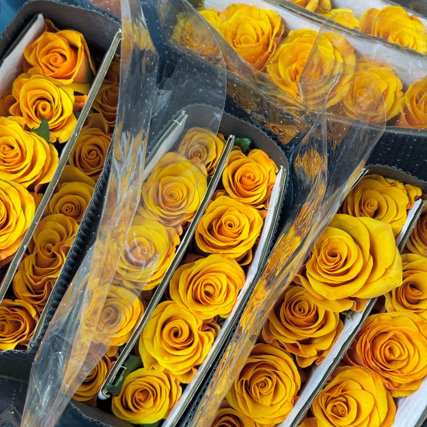 Rose - Refulgence 辉煌