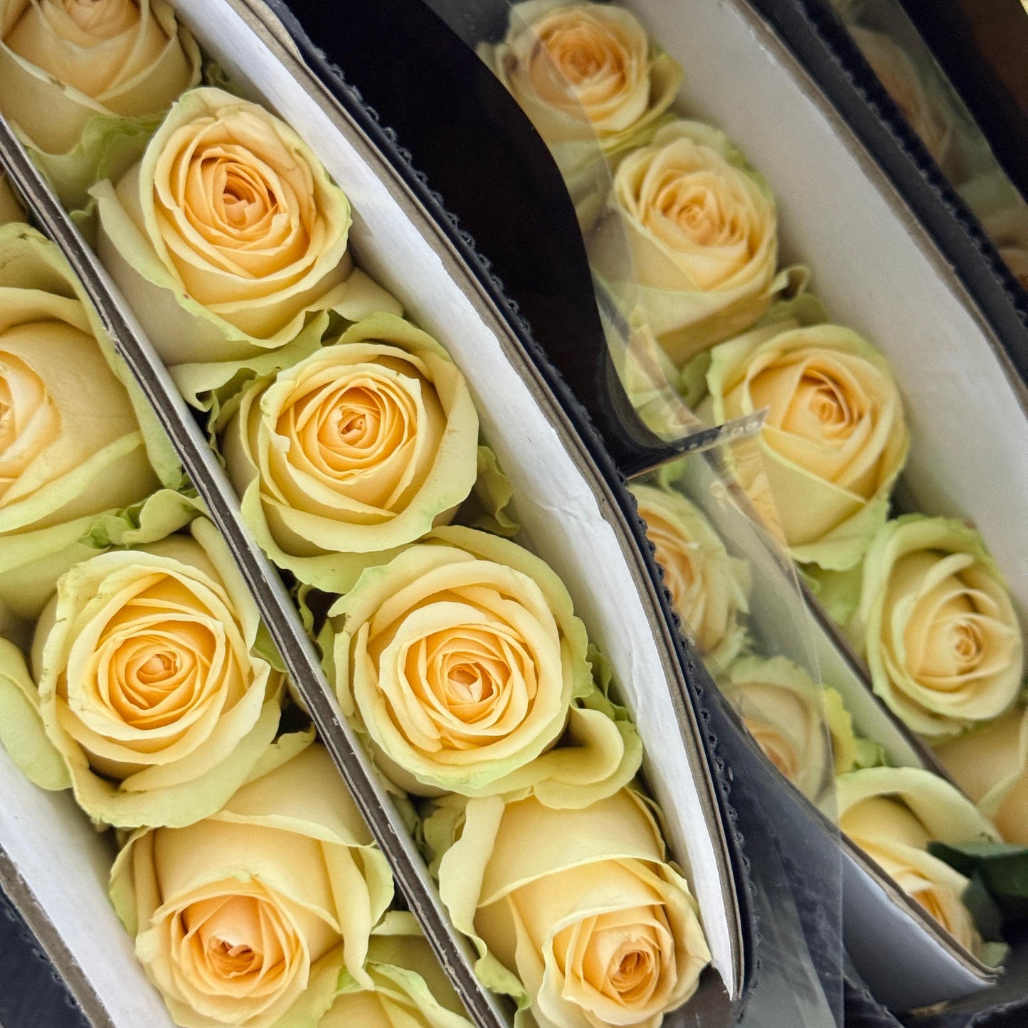 Rose - Champagne