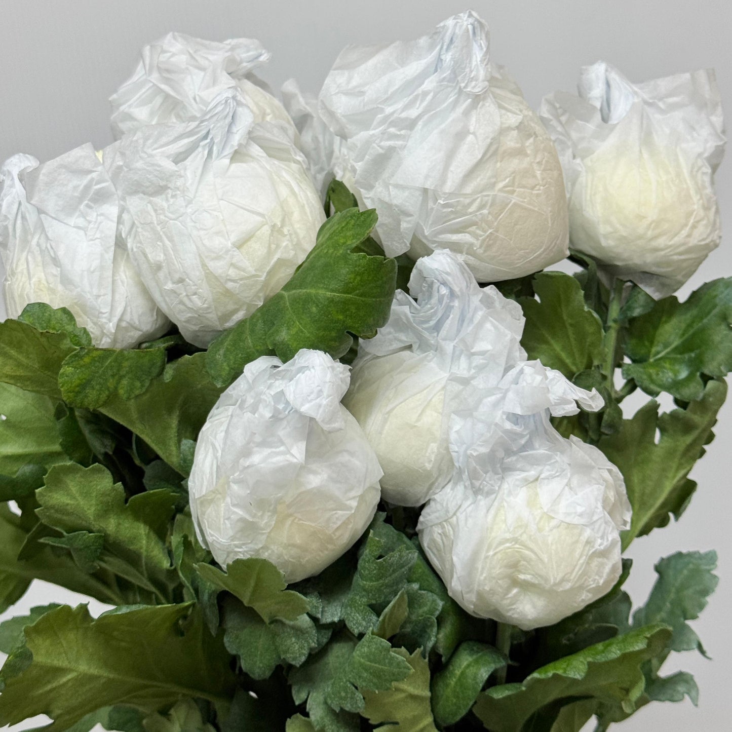 Ping Pong Chrysanthemum - White