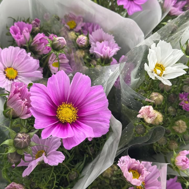 Cosmos Bipinnatus - Pink