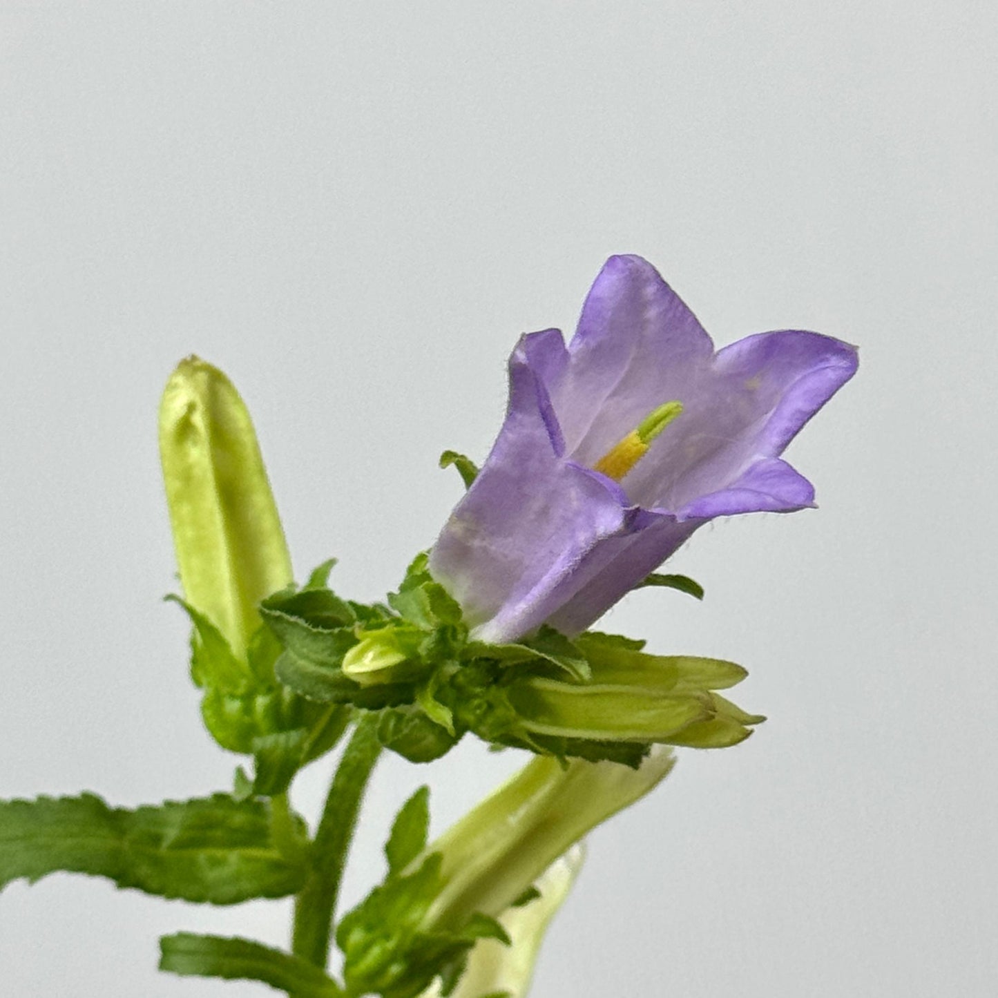 Campanula - Purple