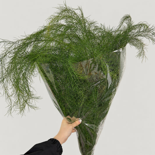 Asparagus Grass (Luxuncao)