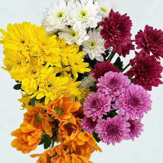 Chrysanthemum Pompom - Random Mix (3-5 Stems)