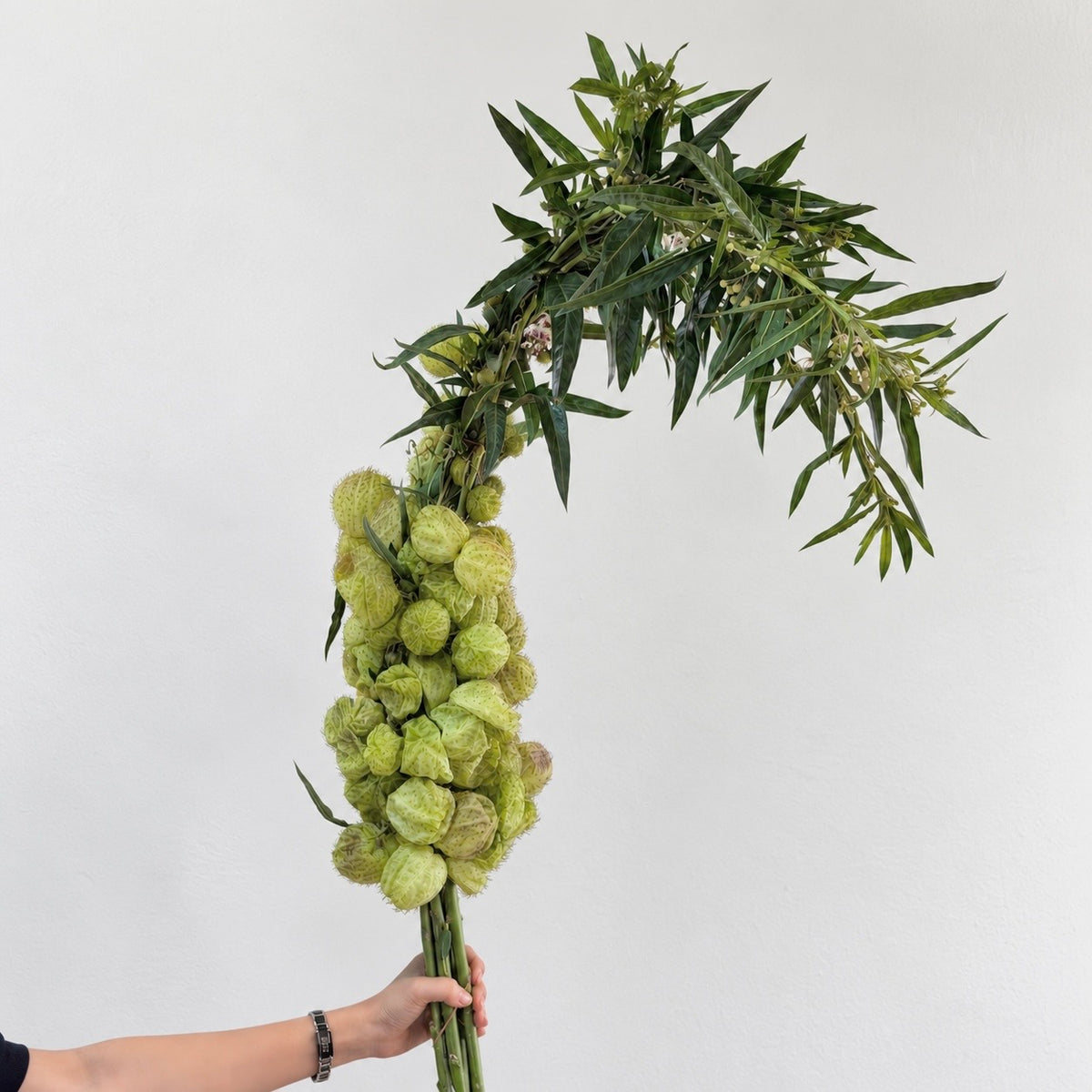 Gomphocarpus Physocarpus 唐棉