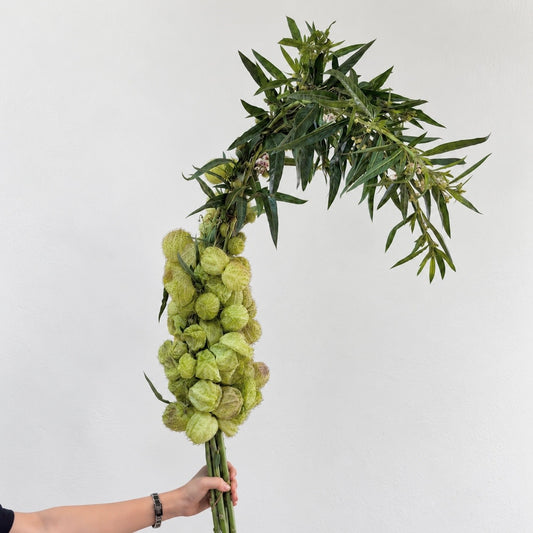 Gomphocarpus Physocarpus 唐棉