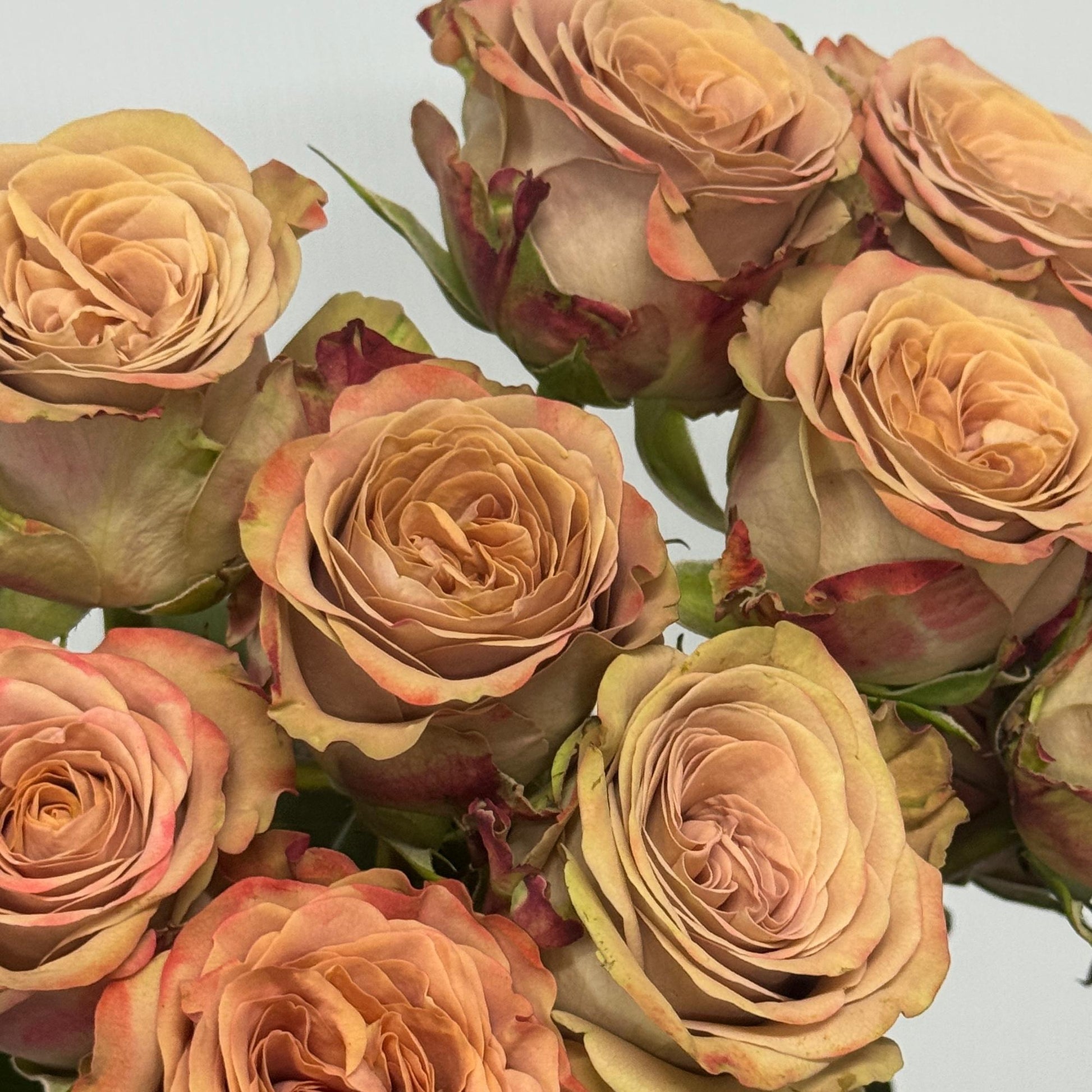 Rose - Cappuccino 卡布奇诺 – Berriful Garden