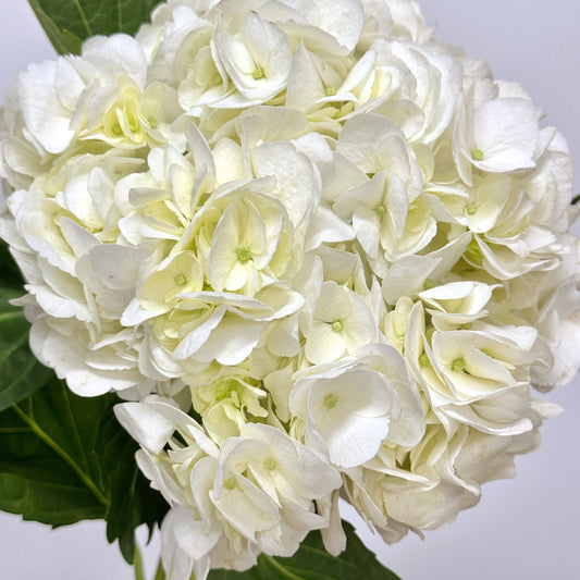 Hydrangea - White