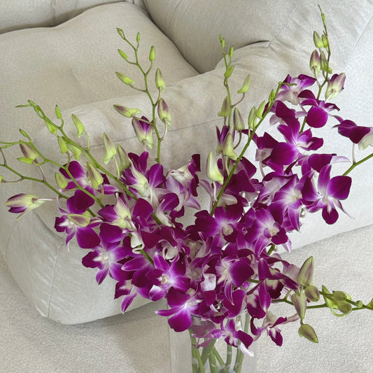 Dendrobium Orchid 50-54cm - Sonia Purple